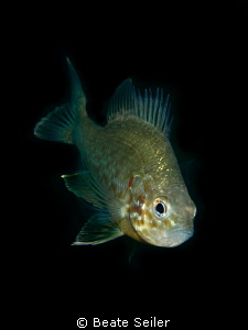 Pumpkinseed fish by Beate Seiler 